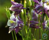 Flowers 8T98D-08